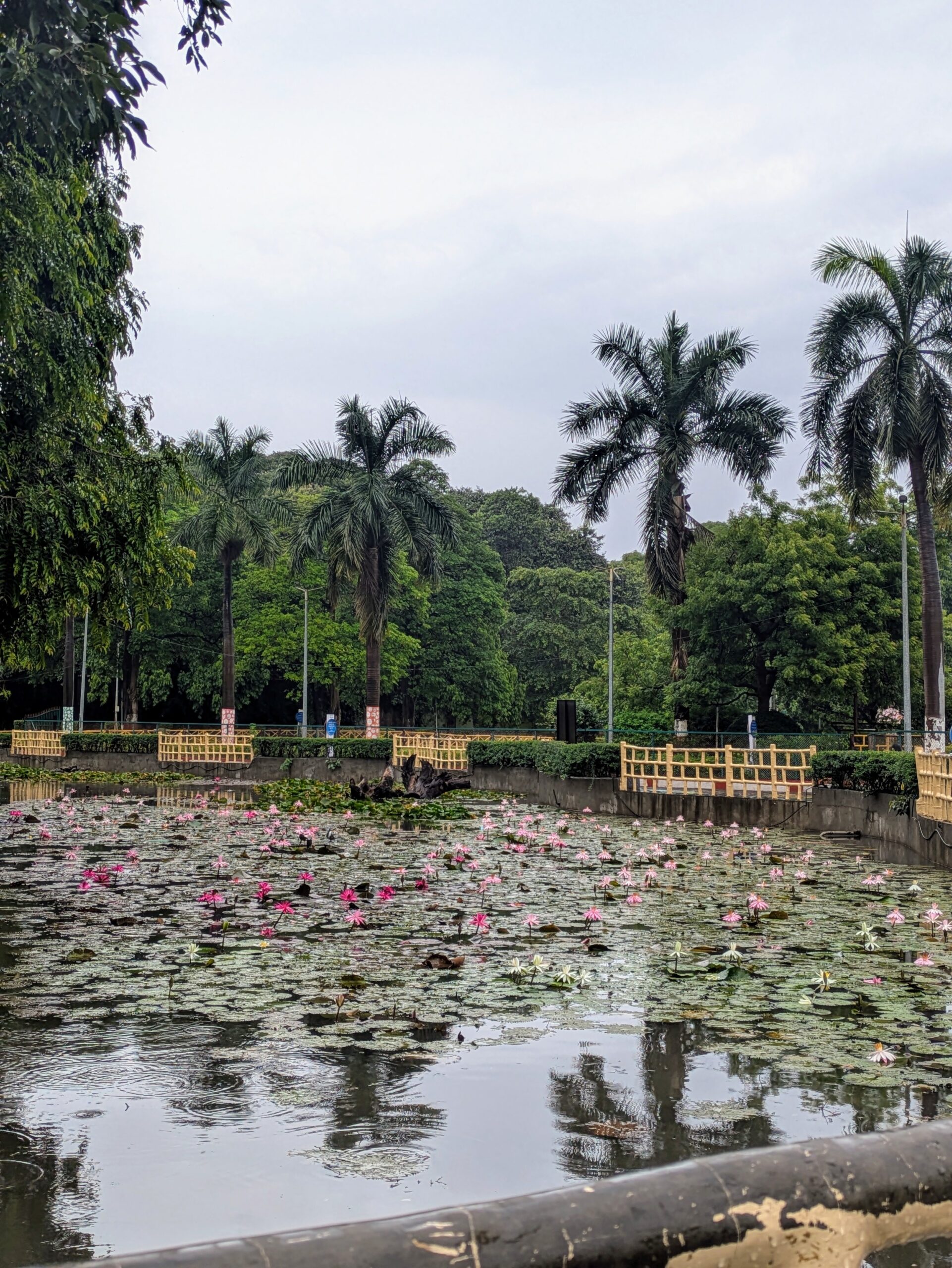 Lake at Sarasabug with lotuses